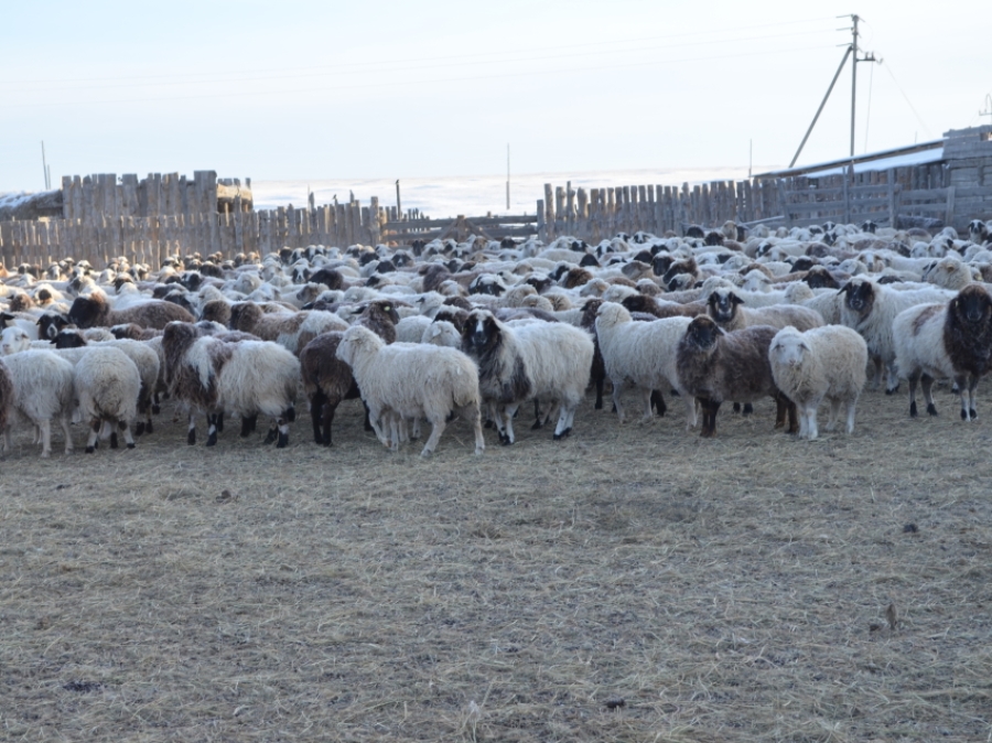 Участникам проекта по увеличению поголовья овец в Забайкалье за три года выдали 11 тысяч ярок