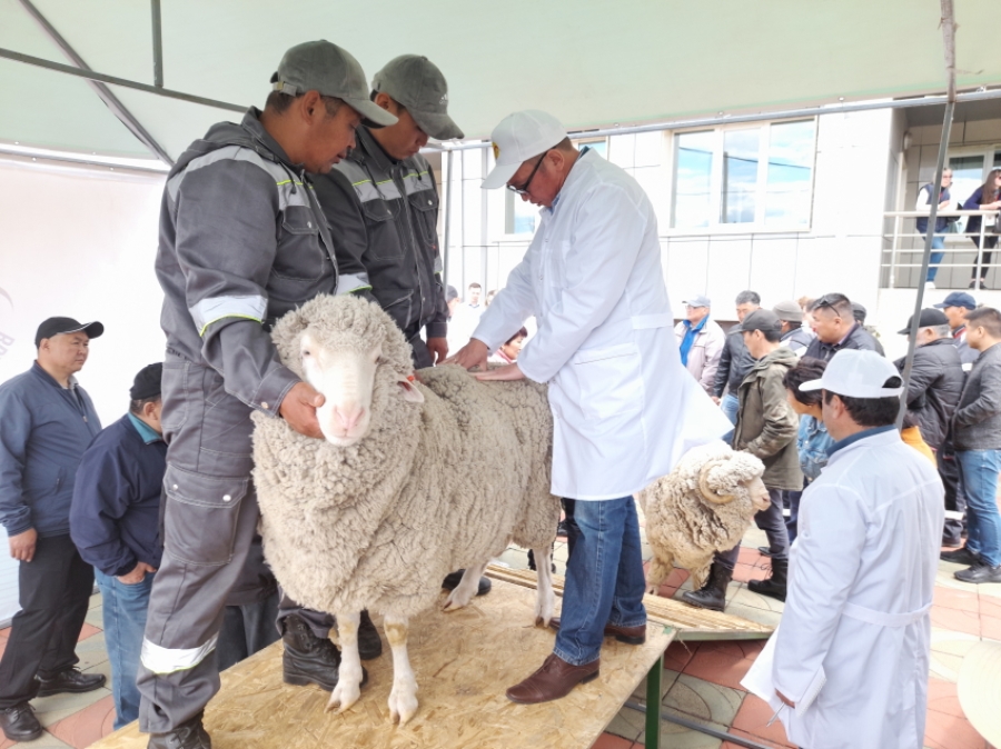 Эксперты оценят селекционные достижения хозяйств на Российской выставке племенных овец в Чите