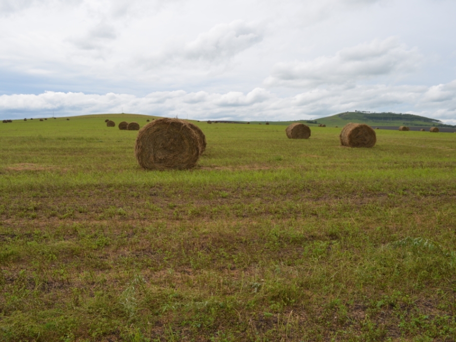 Хозяйства семи районов Забайкалья приступили к заготовке кормов на зимовку скота
