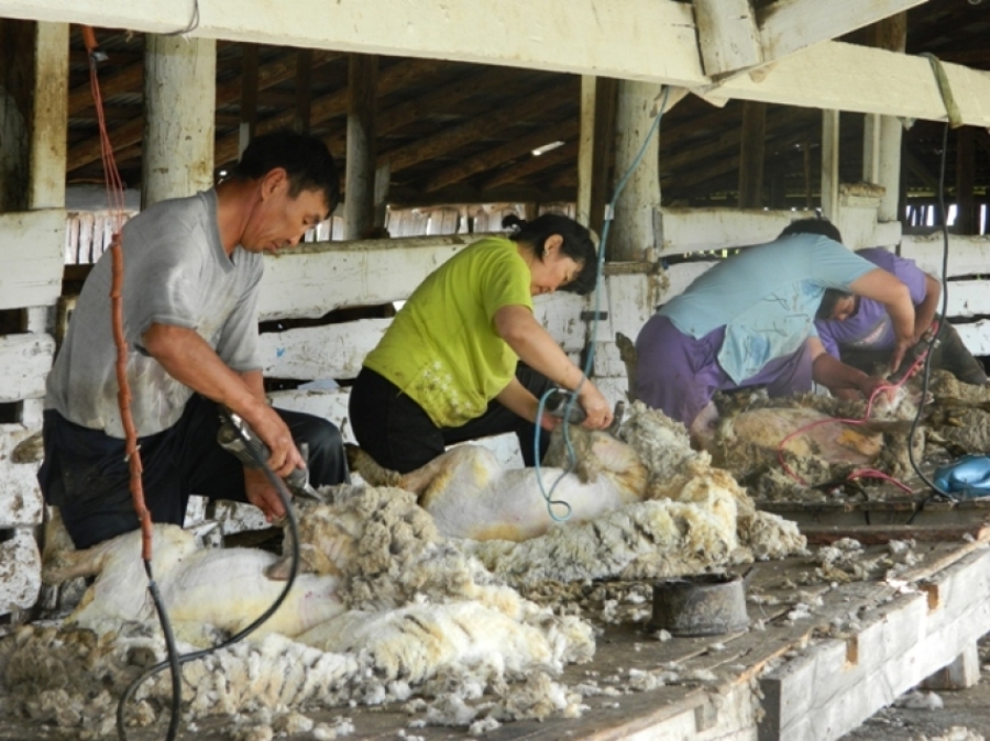 Животноводы Забайкалья на 17% выполнили план по стрижке овец